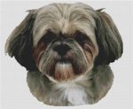 (image for) George - Shih Tzu